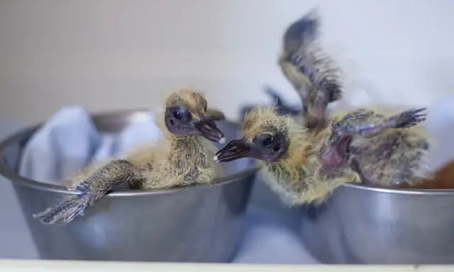 Speckled pigeon chicks