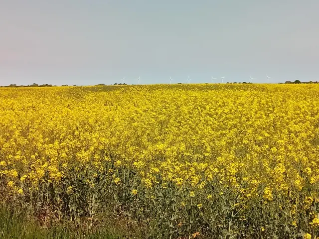 rapeseed