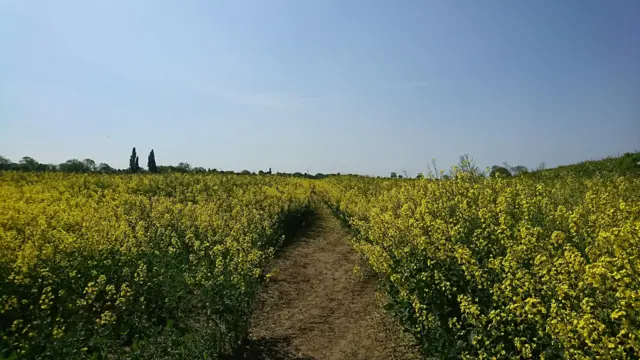 rapeseed