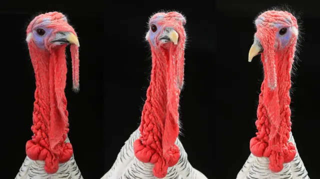 Three turkeys