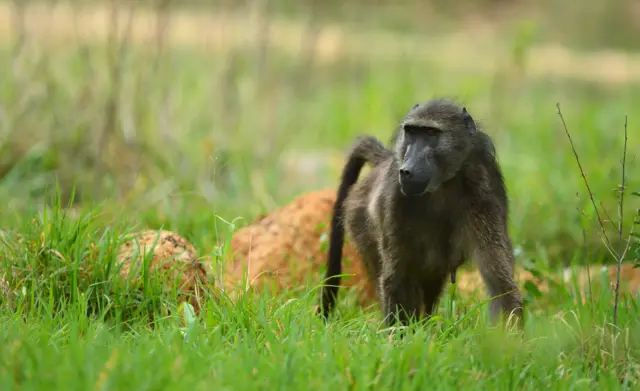 6: Baboons wander around the course during the continuation of the weather delayed first round of the Nedbank Golf Challenge at Gary Player CC on December 6, 2013 in Sun City, South Africa