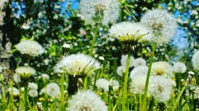 Dandelion clocks