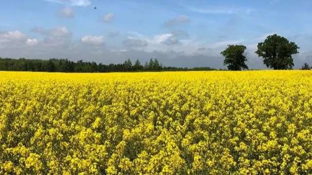 Field near Shrewsbury