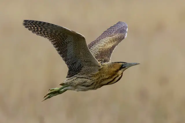 Bittern in flight