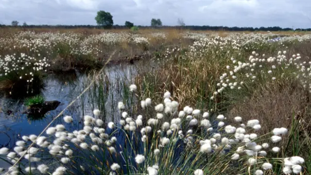 Whixhall Moss