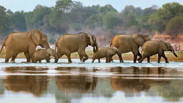 File photo of elephants