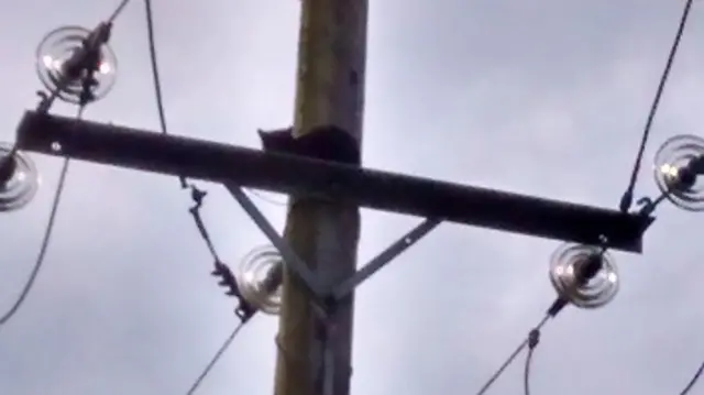 Cat on pylon