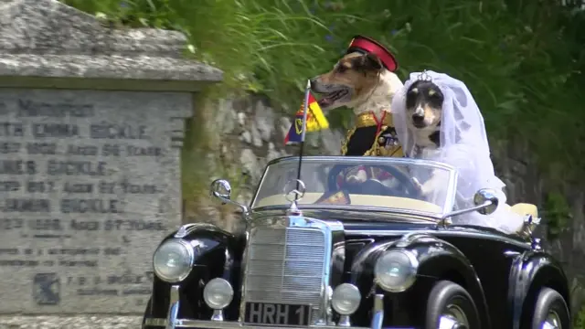 Dogs acting out the royal wedding