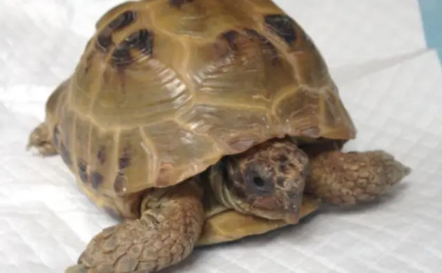 Injured tortoise