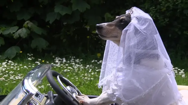 dog in a veil driving a car