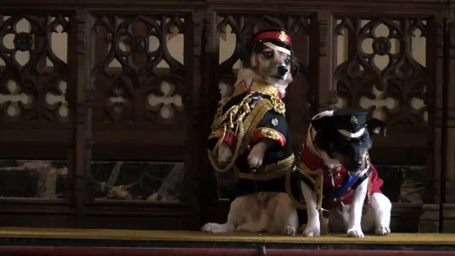 two dogs dressed up as princes