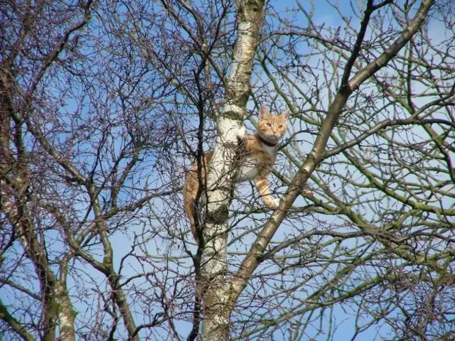 Cat up a tree