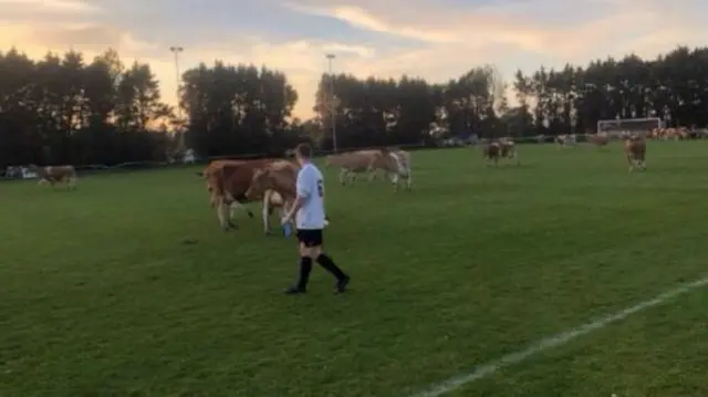 Cows on a football pitch