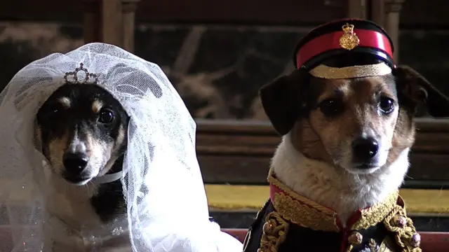 two dogs dressed up in wedding clothes