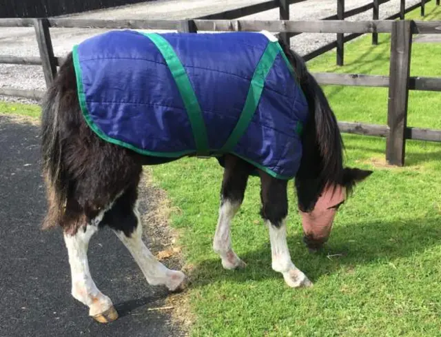 Pony with bandages pre-surgery