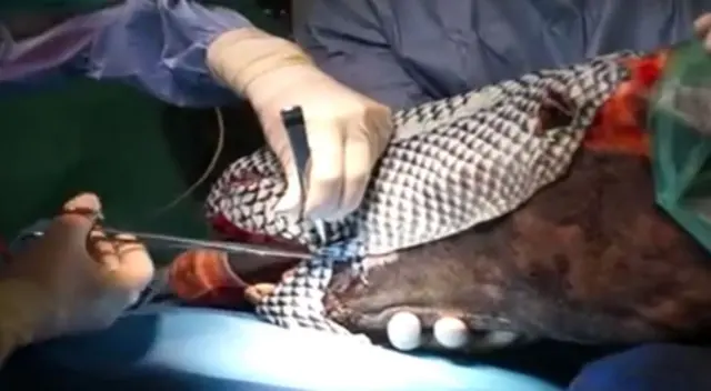 Horse having operation