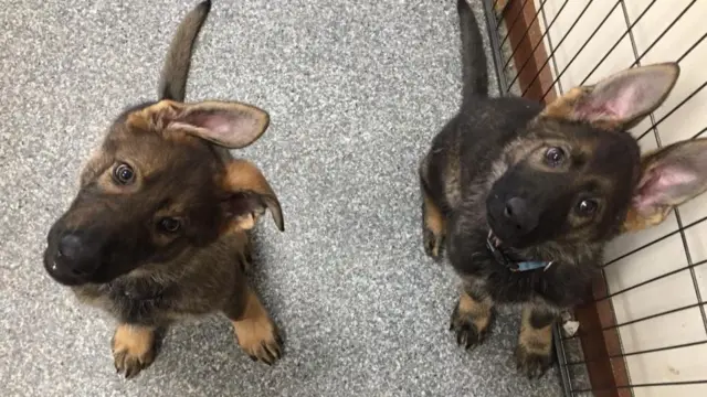 PD Arlo and PD Astro