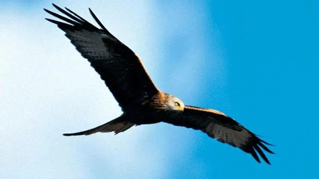 Red kite stock image