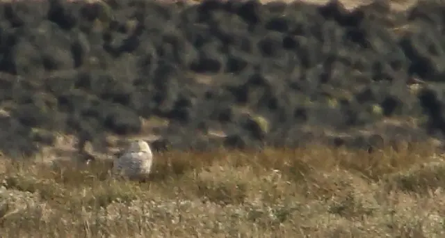 snowy owl