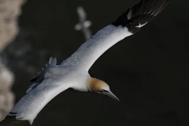 Gannet in mid flight