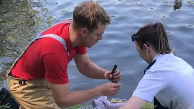 Ducklings released