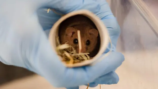 Dormouse in toilet roll. Pic: Paignton Zoo