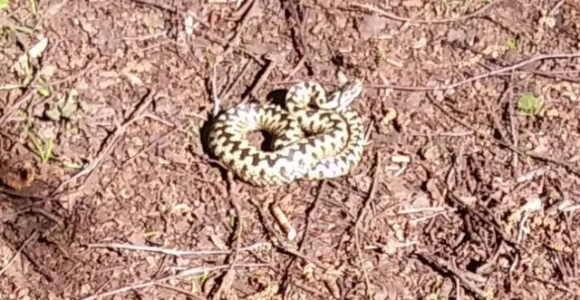 Adder