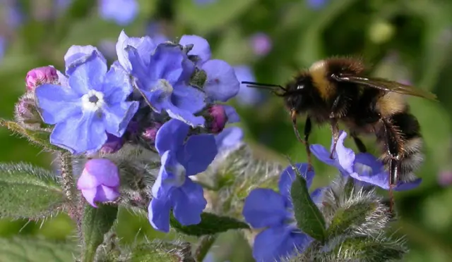 Flowers and bee. Pic: Laura Curry