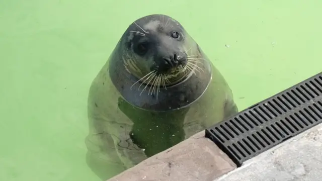 Jinx the seal