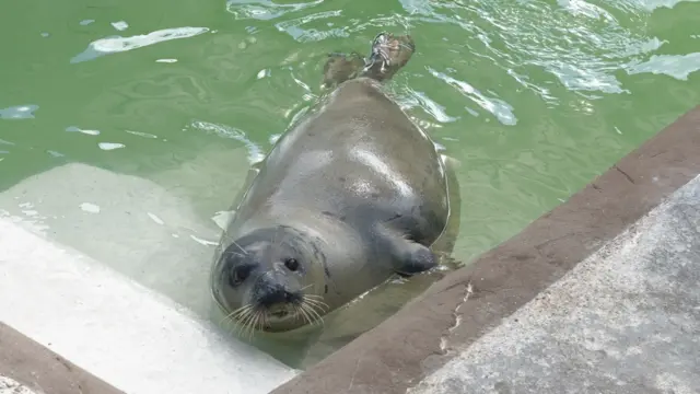 Jinx the seal. Pic: Cornish Seal Sanctuary