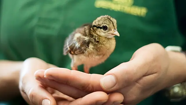 Edwards’s pheasant chick