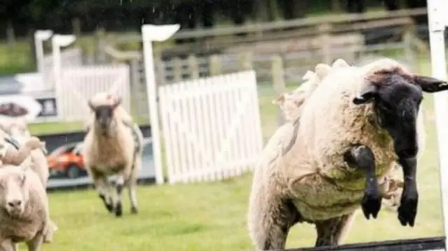 Sheep racing