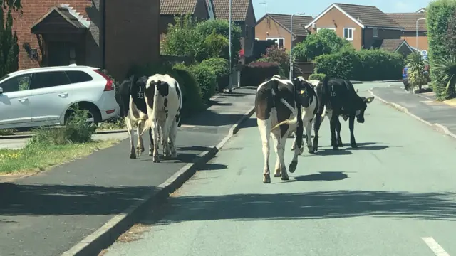 The cows