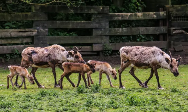 Reindeer