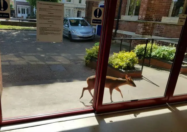 Muntjac deer at school door