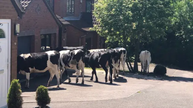 The cows