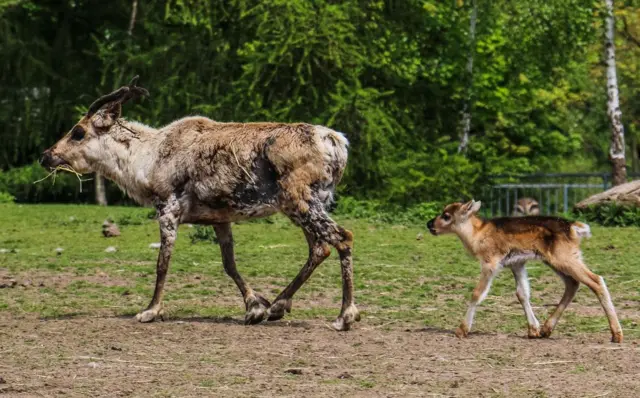 Reindeer