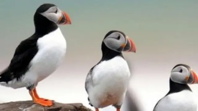 Puffins