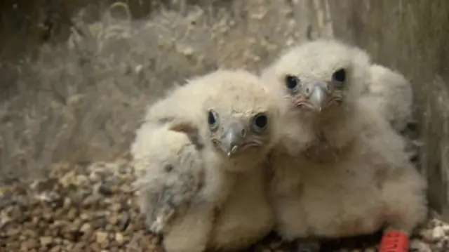 Falcon chicks