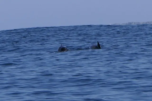 Porpoises off Land's End