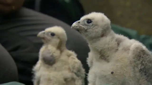 Falcon chicks