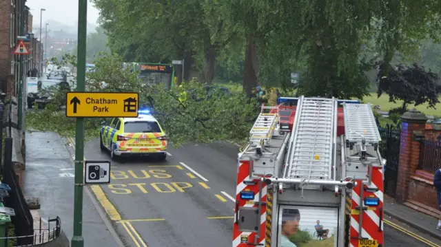 Fallen tree