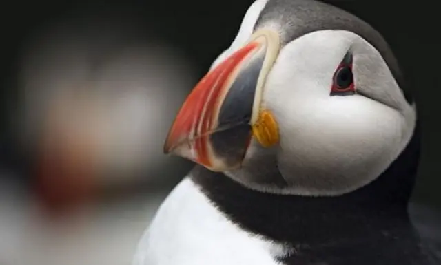 Puffin