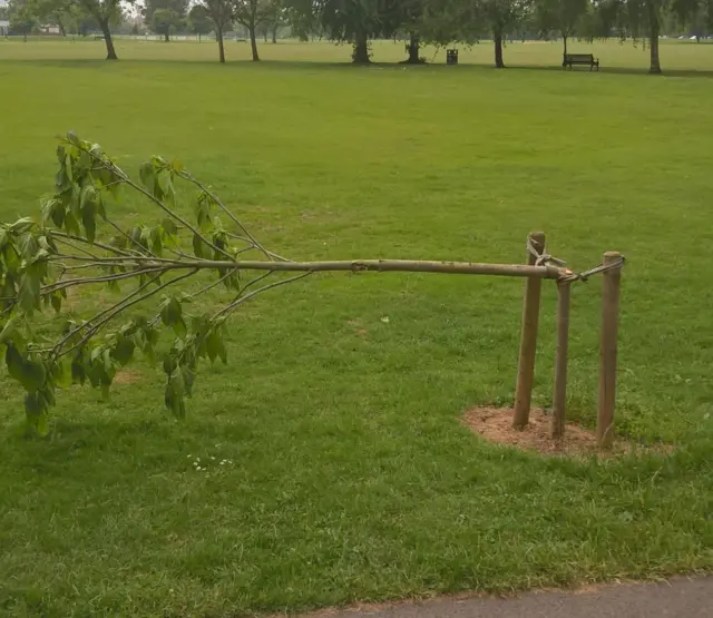 snapped tree