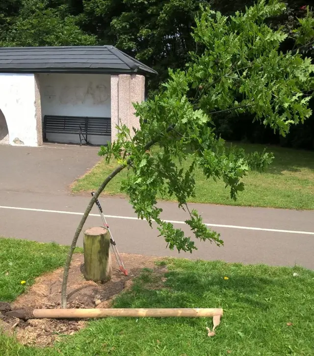 bent tree
