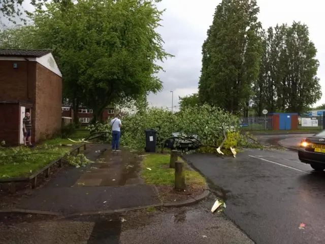 Fallen tree, Great Barr