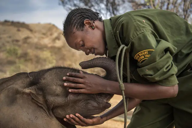 Elephant with warden