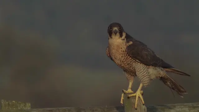 Peregrine