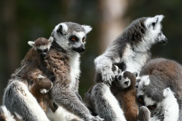 Baby Lemurs