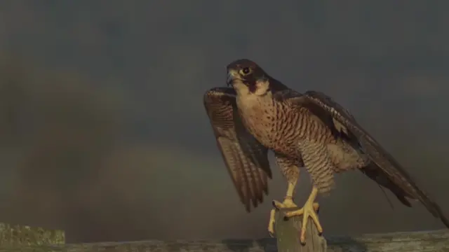 Peregrine Falcon